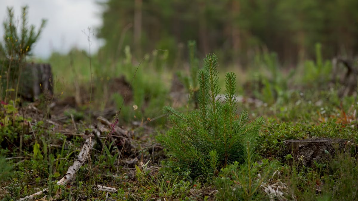 Kuidas alustada tervislikku eluviisi?